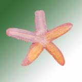 ANATOMY OF STARFISH